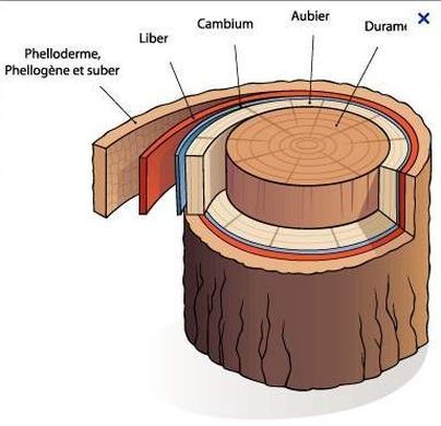 Info bois n2 Caractéristiques du bois