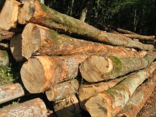 Info bois n°2 : Caractéristiques du bois