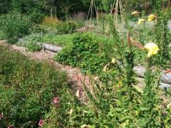 Jardin naturel en permaculture