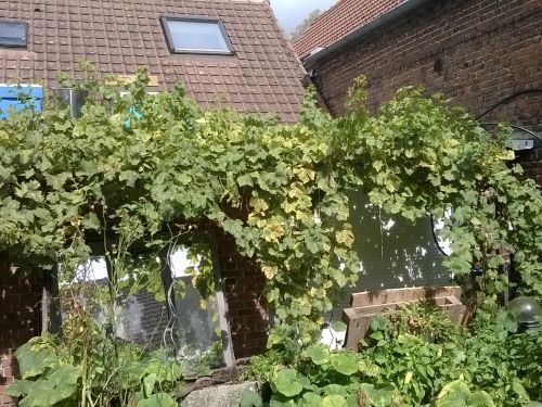 Restauration d'un verger en permaculture