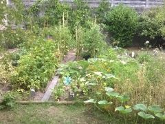 Entretien et aménagement d'un jardin potager