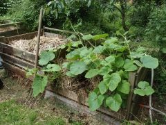 Entretien et aménagement d'un jardin potager