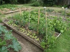 Aménagement et entretien d'un jardin potager