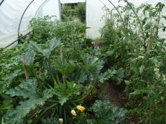 Aménagement et entretien d'un jardin potager