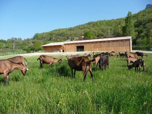 Création d'une chèvrerie
