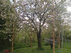 Taille de bois ronds : structures pour filets à cerisiers